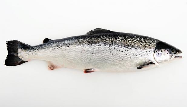 forel