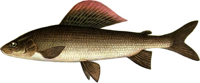 harius