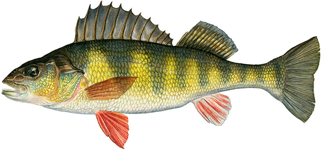 okun