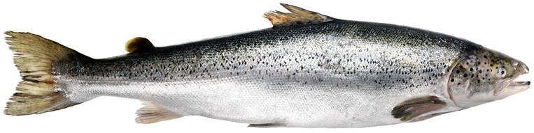 semga